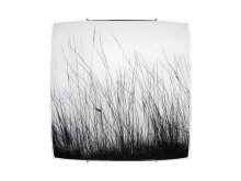 Nowodvorski · Black grass · 5652