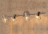 Citilux · Герда · CL523541