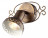 Arte Lamp · Focus · A5219AP-1BR