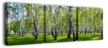 Набор из 3 панно Березы Brilliant S-4121H (150 x 50 см)